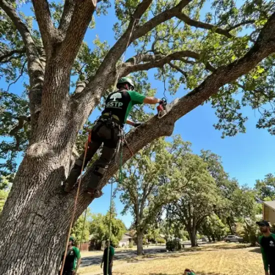 Certified arborist climbing a Mesa oak tree with chainsaw