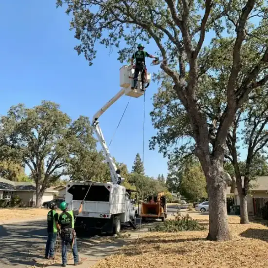Bucket truck trimming a large oak tree in Mesa