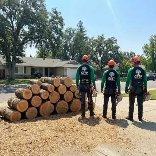 Freshly cut oak logs from a Mesa tree removal